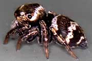 Jumping Spider (Euryattus bleekeri) (Euryattus bleekeri)